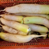 <p>radis blanc daïkon</p> 
